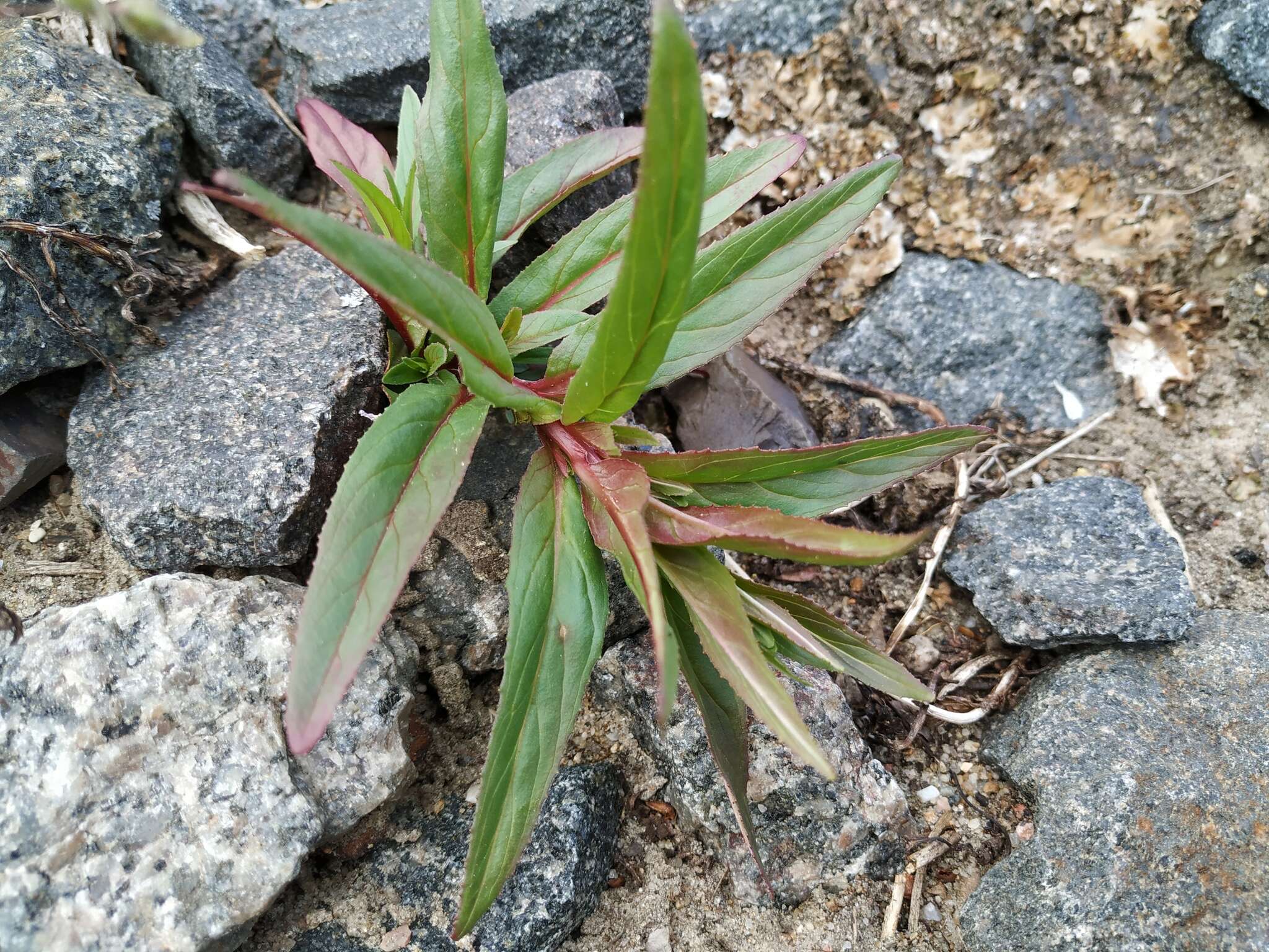 Imagem de Epilobium tetragonum L.