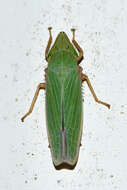 Image of Draeculacephala bradleyi Van Duzee 1915