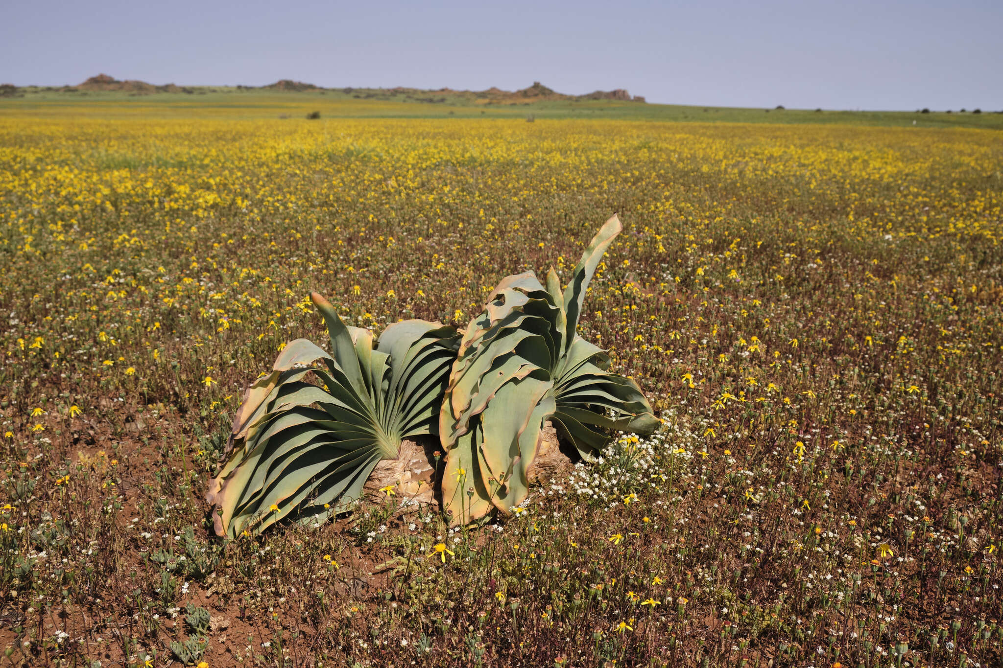 Image de Boophone haemanthoides F. M. Leight.