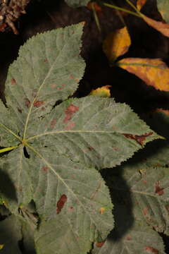 Image of Erysiphe flexuosa (Peck) U. Braun & S. Takam. 2000