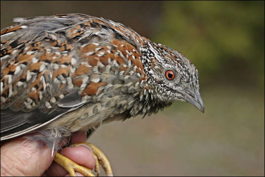 Image of Painted Buttonquail