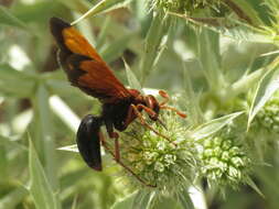 صورة Hemipepsis mauritanica (Linnaeus 1767)