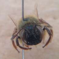 Xylocopa viridis Smith 1854 resmi