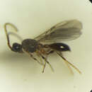 Image of Synacra paupera Macek 1995