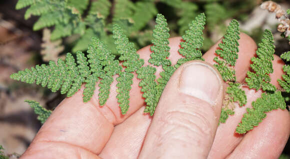 Image of beaded lipfern