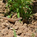 Ophisops elegans elegans Ménétriés 1832 resmi