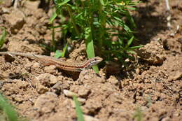 Image of Ophisops elegans elegans Ménétriés 1832