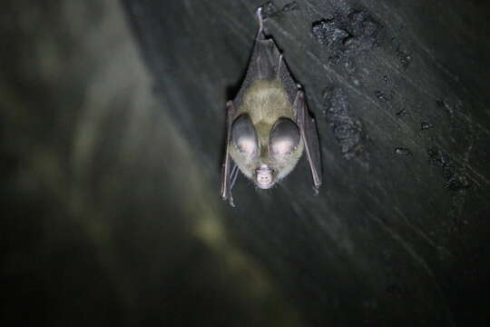 Plancia ëd Hipposideros gentilis K. Andersen 1918