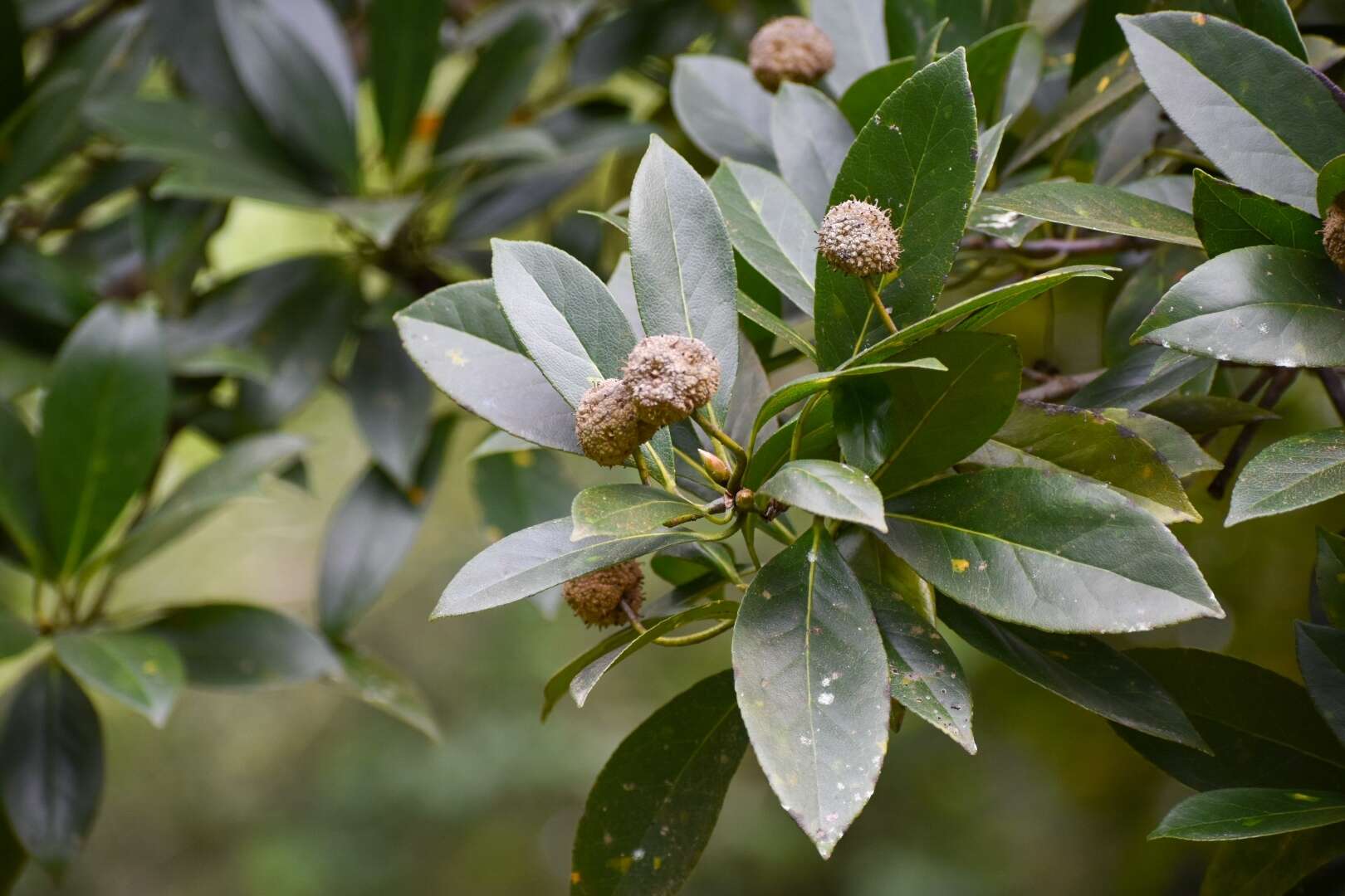 Imagem de Liquidambar chinensis Champ. ex Benth.