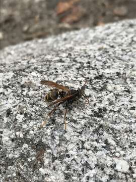 Image of Western Paper Wasp