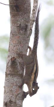 Image of Tamiops mcclellandii leucotis (Temminck 1853)