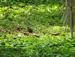 Image of Crimson-rumped Waxbill