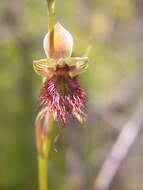 Calochilus paludosus R. Br.的圖片