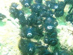 Image of Brown whirl tubeworm