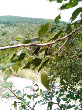 Image of Commiphora marchandii Engl.