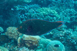 Image of Dusky parrotfish