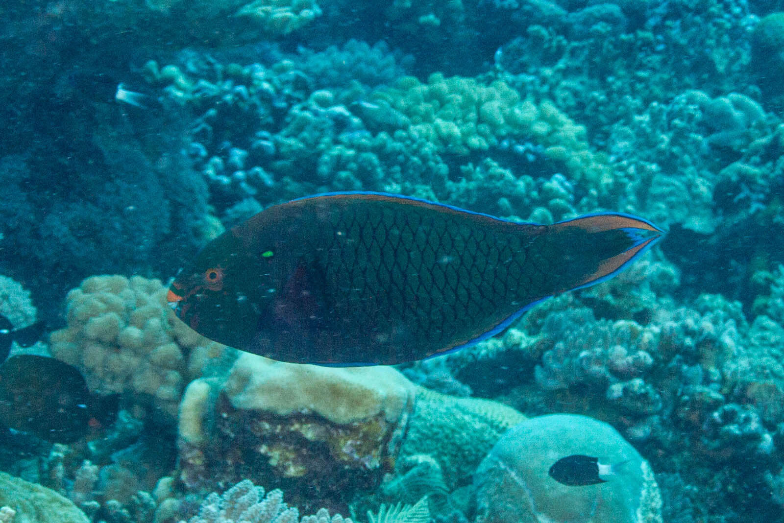 Image of Dusky parrotfish