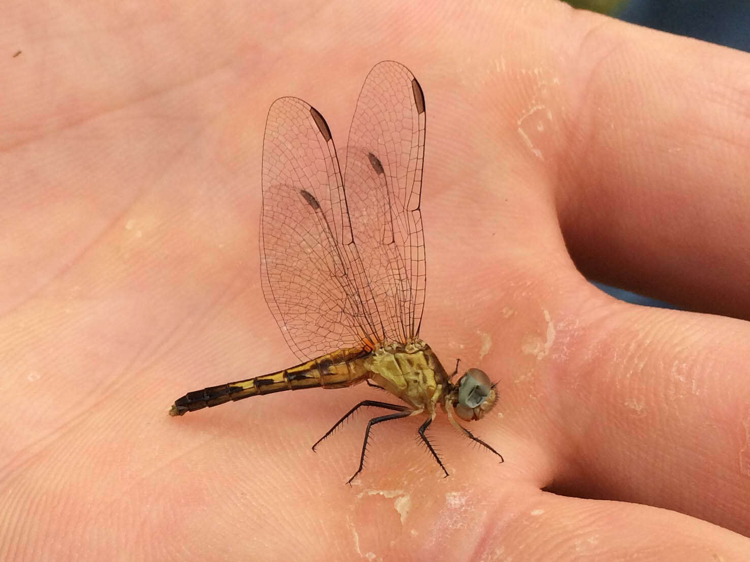 Image of Little Blue Dragonlet