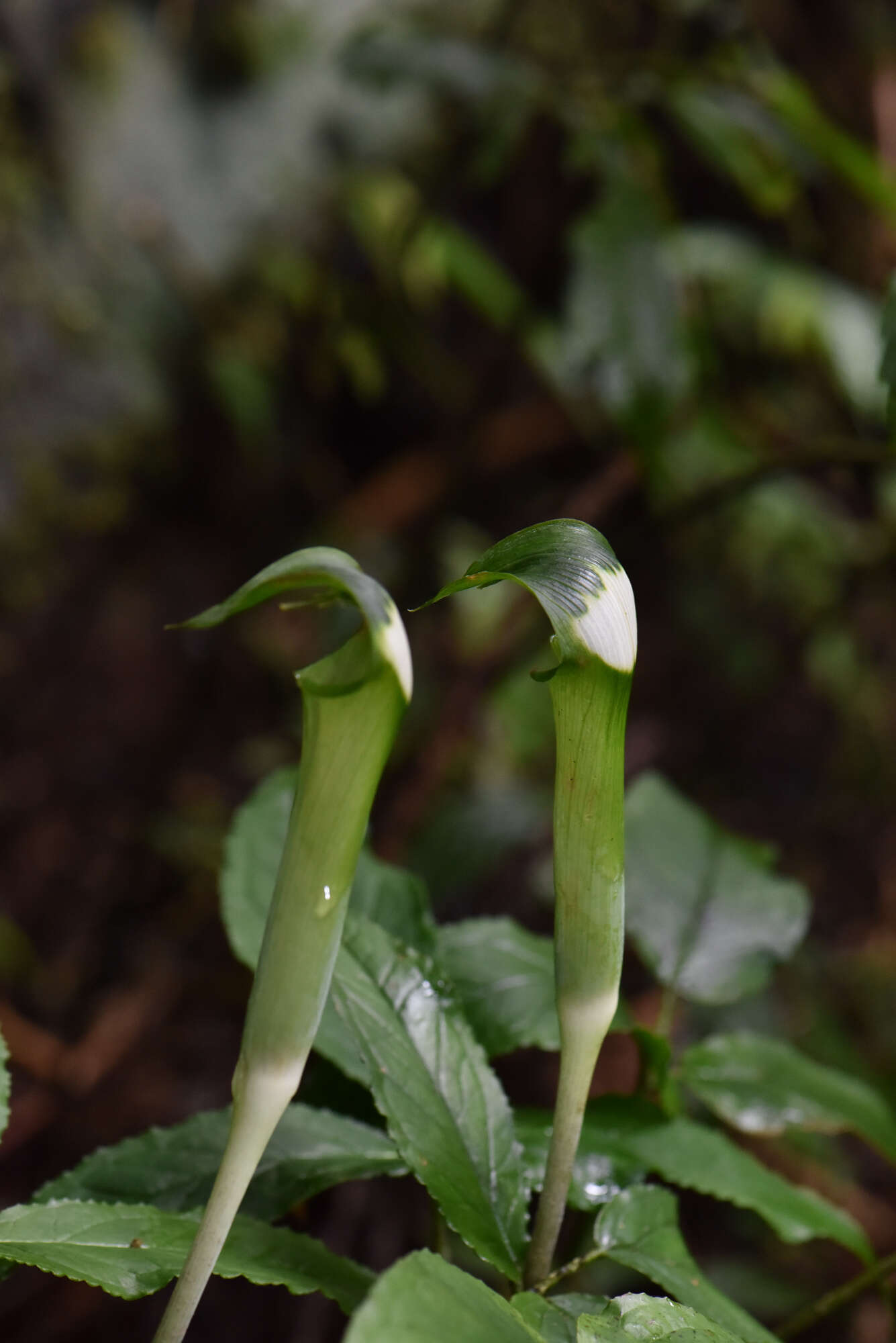 Image of Arisaema grapsospadix Hayata