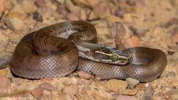 Image of Brown House Snake