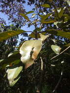 Image de Citharexylum subflavescens S. F. Blake