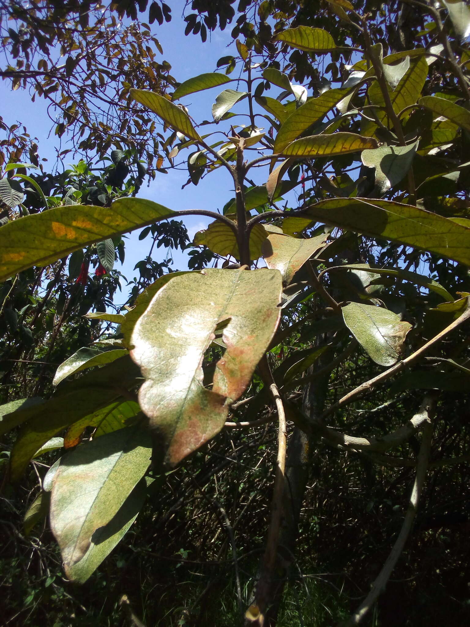 Plancia ëd Citharexylum subflavescens S. F. Blake