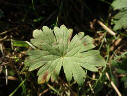 Image of marsh cranesbill