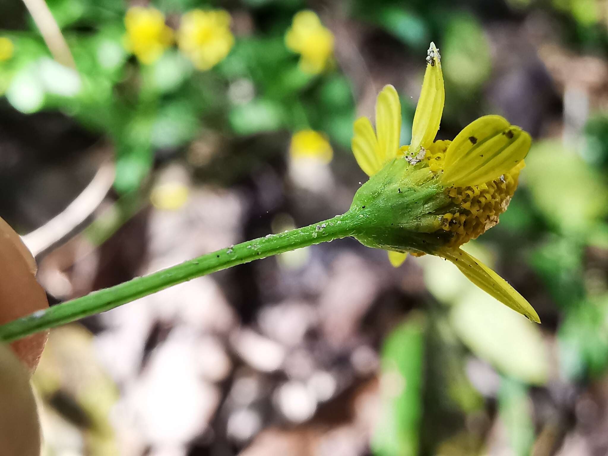 Image of Acmella filipes (Greenm.) R. K. Jansen