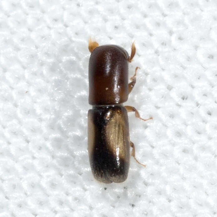 Image of Monarthrum fasciatum Wood & Bright 1992