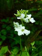 Image of Seaside Bittercress