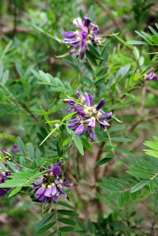 صورة Mundulea sericea subsp. sericea