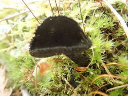 Image de Helvella fibrosa (Wallr.) Korf 2008