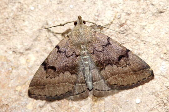 Image of Zanclognatha dentata Wagner & McCabe 2011