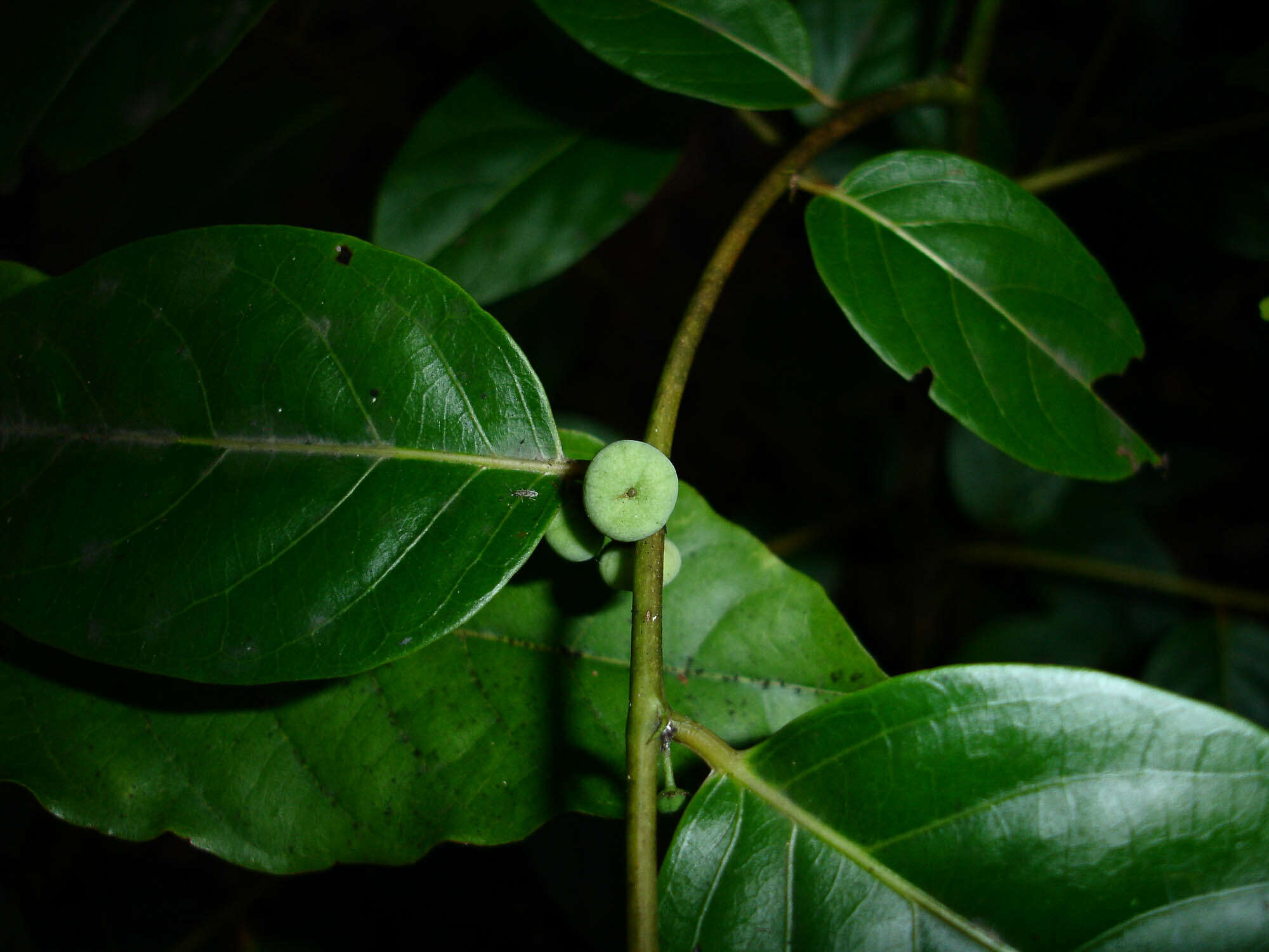 Phyllanthus caledonicus (Müll. Arg.) Müll. Arg.的圖片