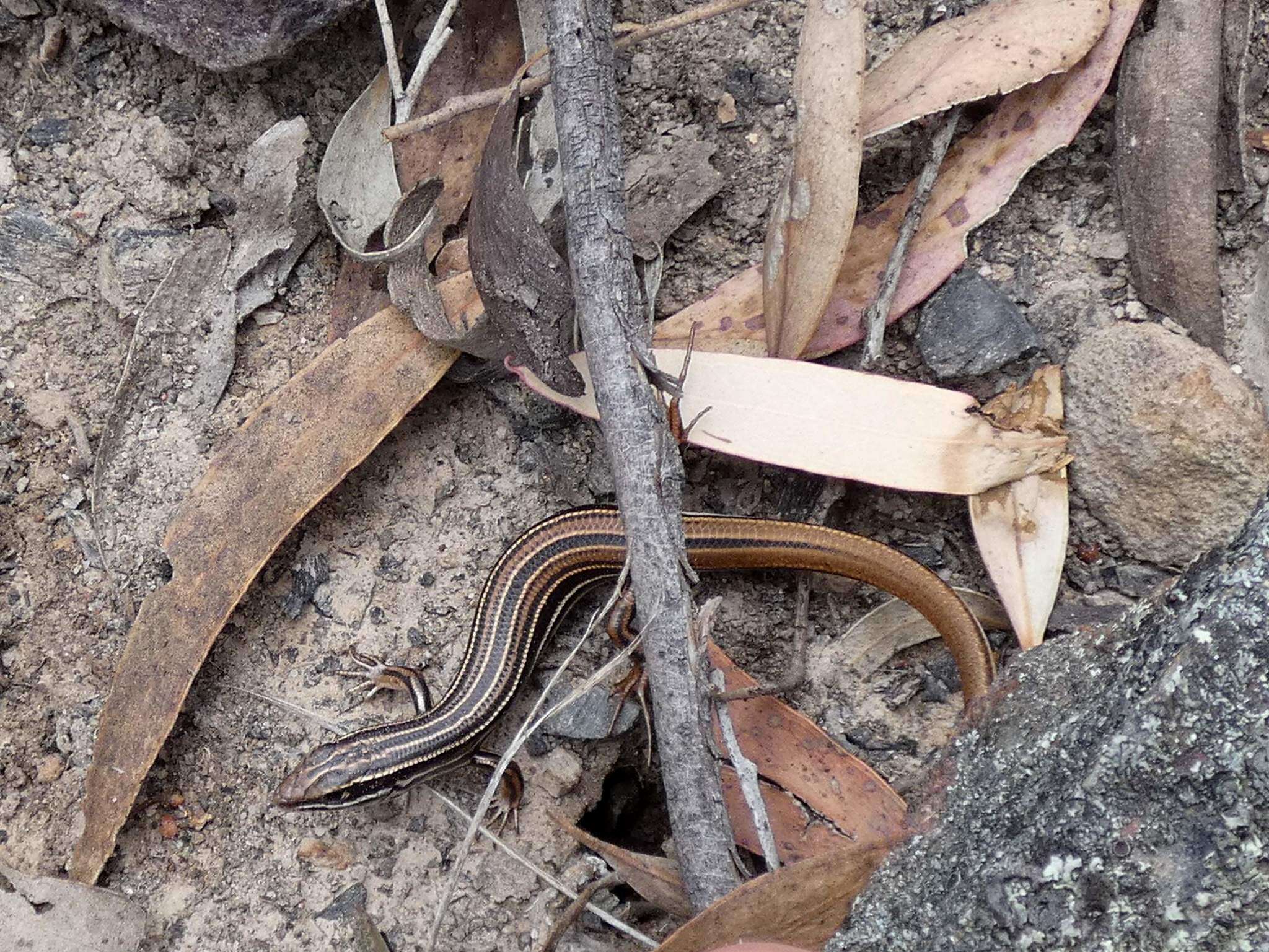 Imagem de Ctenotus taeniolatus (White 1790)