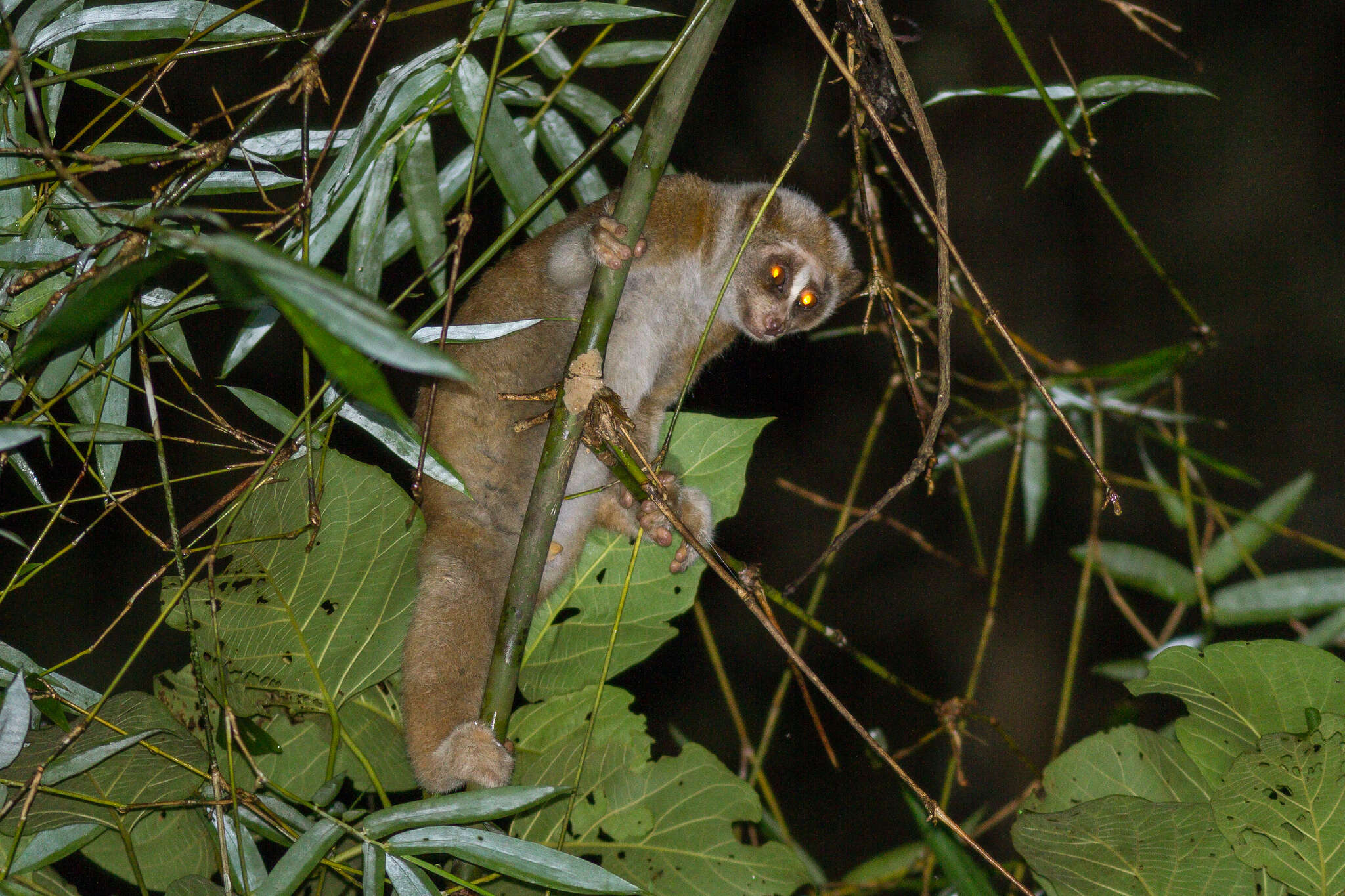 Image of Ashy Slow Loris