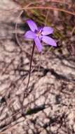 Image of Small waxlip orchid