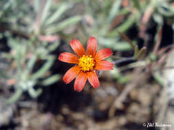 صورة Chaetanthera microphylla Hook. & Arn.