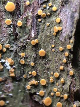 Coenogonium luteum (Dicks.) Kalb & Lücking resmi