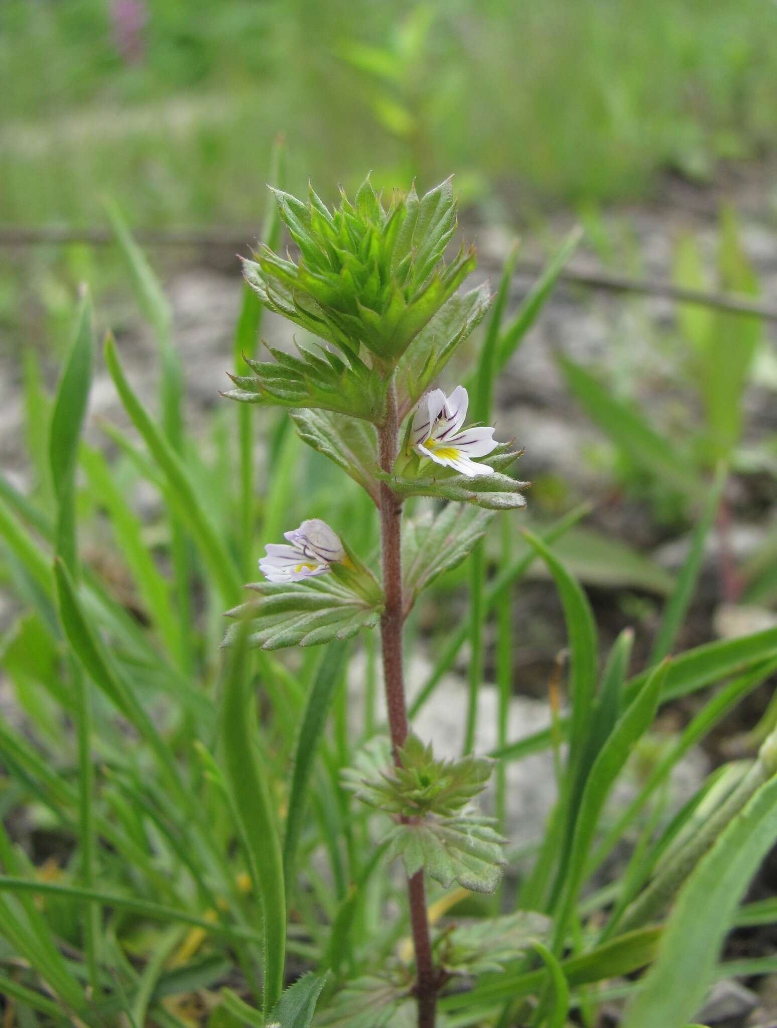 Sivun Euphrasia pectinata subsp. pectinata kuva