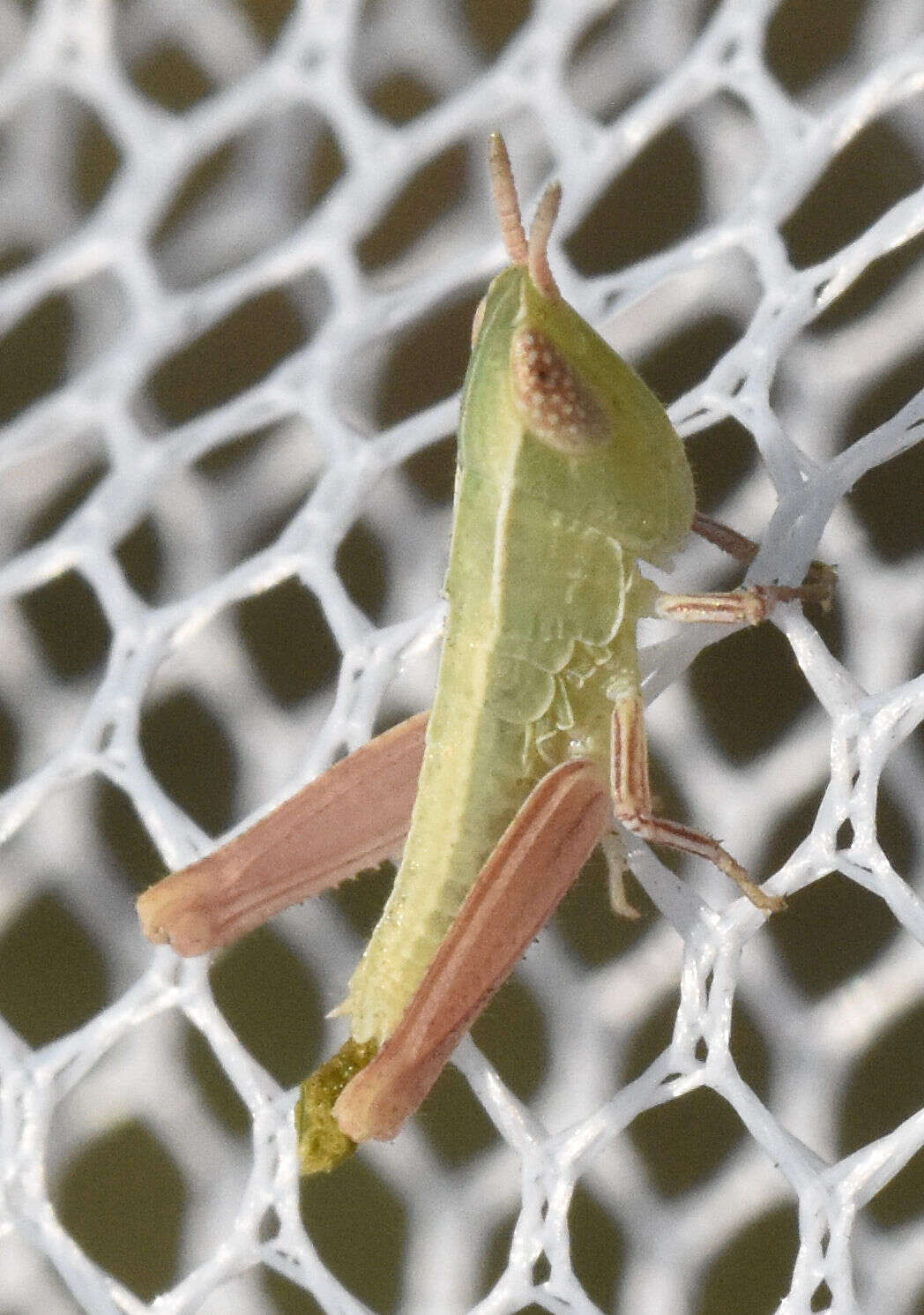 Image of Orphulella speciosa (Scudder & S. H. 1862)