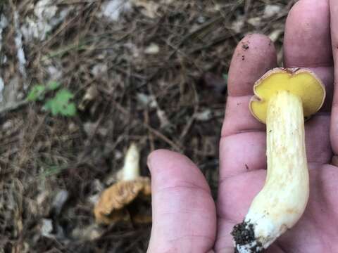 Image of Aureoboletus pseudoauriporus J. A. Bolin, A. R. Bessette, A. E. Bessette, L. V. Kudzma, A. Farid & J. L. Frank