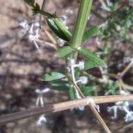 Image of Borrego bedstraw