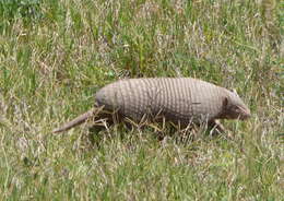 Image of Chacoan Naked-tailed Armadillo