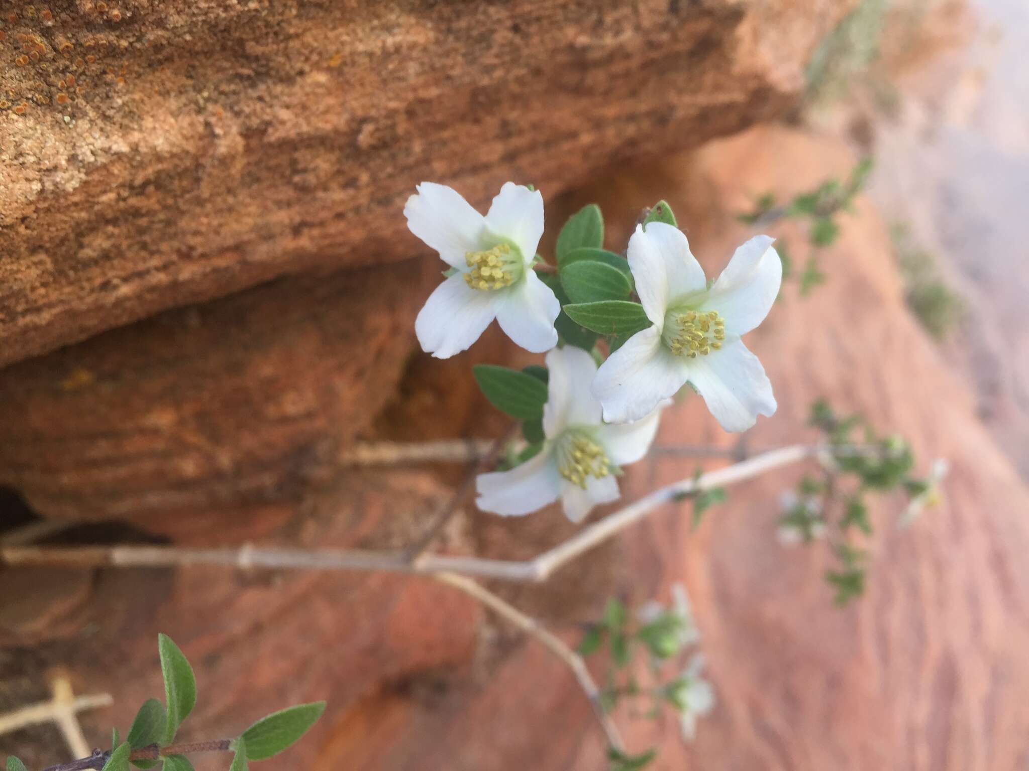 Imagem de Philadelphus microphyllus A. Gray