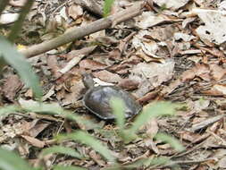 Image of Colombian Wood Turtle