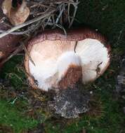 Image of Tricholoma fracticum (Britzelm.) Kreisel 1984