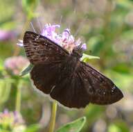 Image of Mournful Duskywing