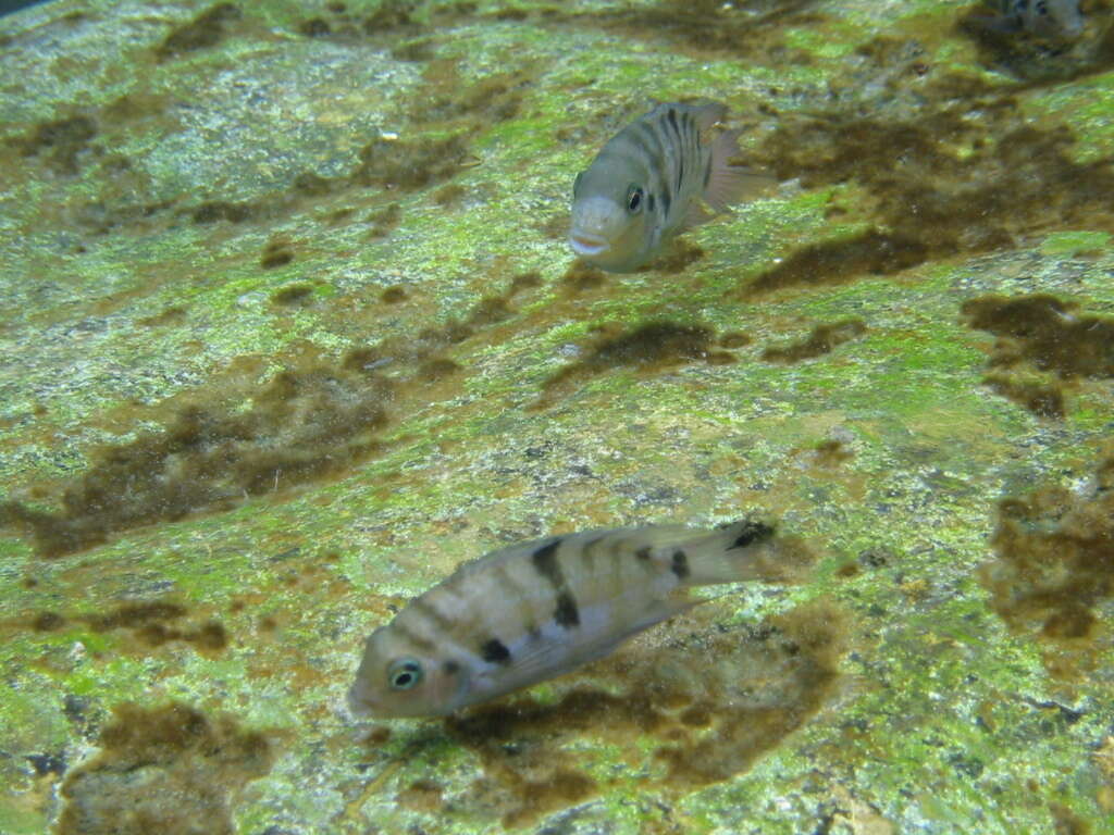 Image of Amatitlán Cichlids