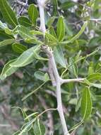 Image of Searsia gueinzii (Sond.) F. A. Barkley